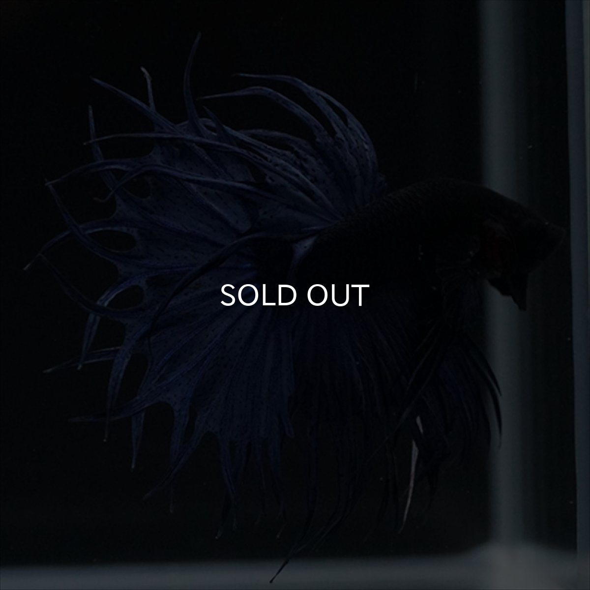 画像18: KCT キングクラウンテール　ブルー (18)