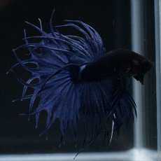 画像18: KCT キングクラウンテール ブルー (18)