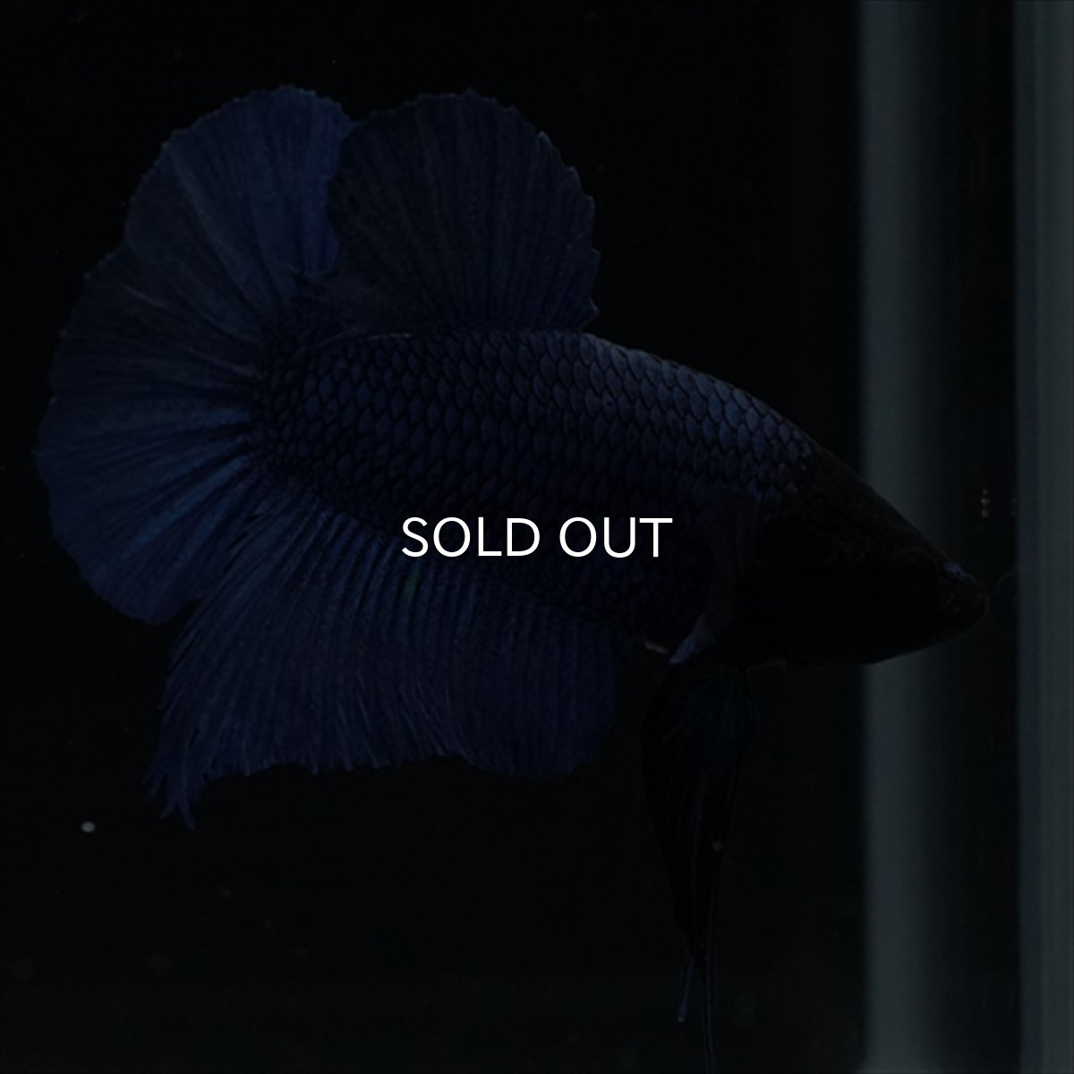 画像6: HMPK　ブルー　ブラックヘッド (6)