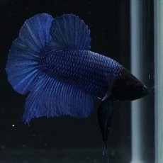 画像6: HMPK ブルー ブラックヘッド (6)