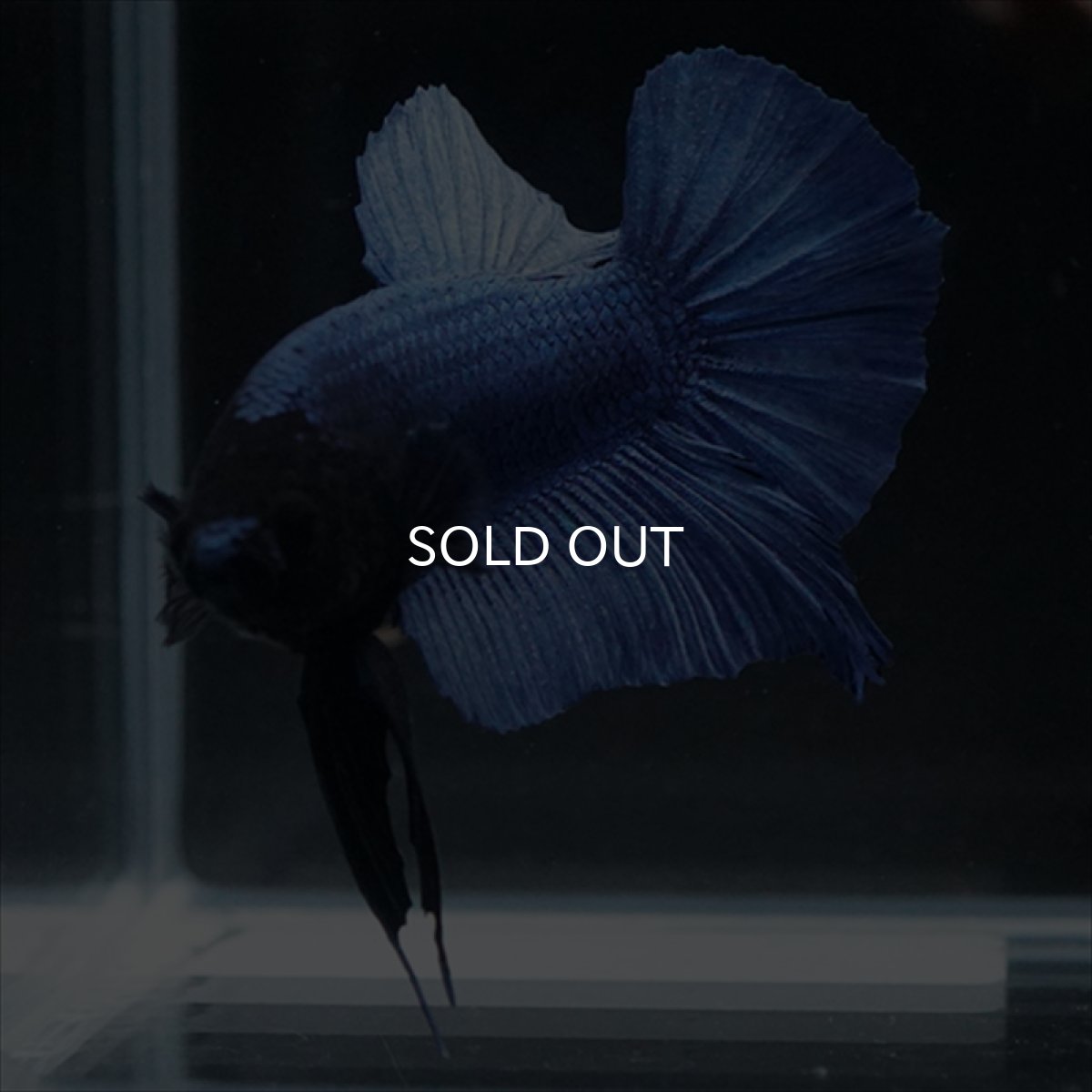 画像7: HMPK　ブルー　ブラックヘッド (7)