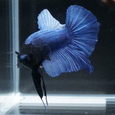 画像7: HMPK ブルー ブラックヘッド (7)