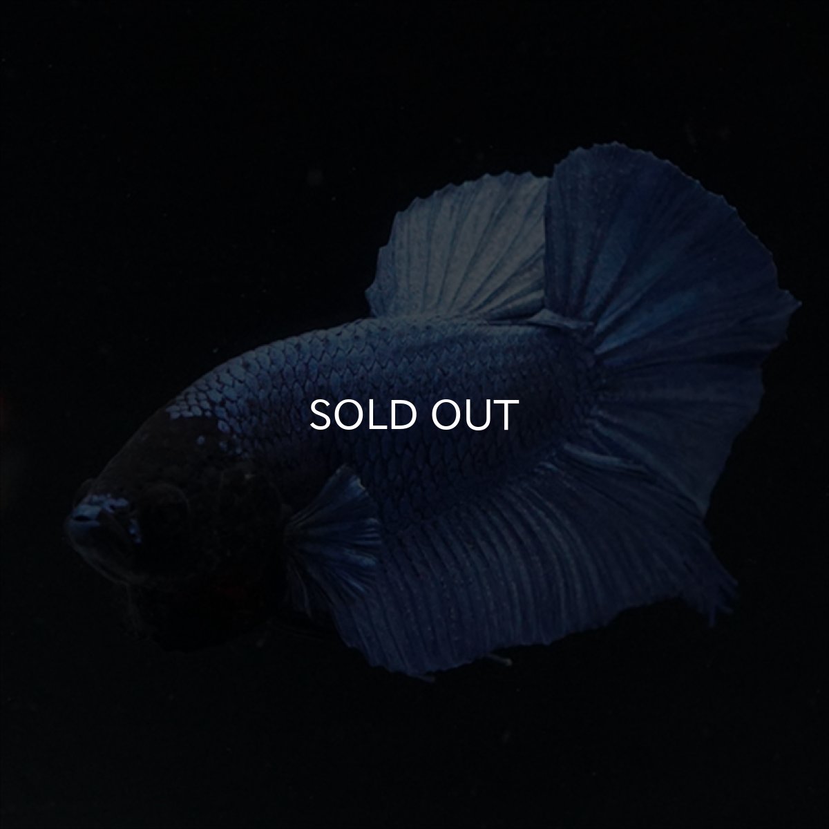 画像8: HMPK　ブルー　ブラックヘッド (8)