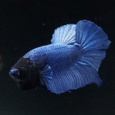 画像8: HMPK ブルー ブラックヘッド (8)