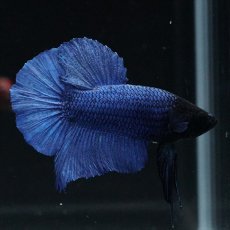 画像1: HMPK ブルー ブラックヘッド (1)