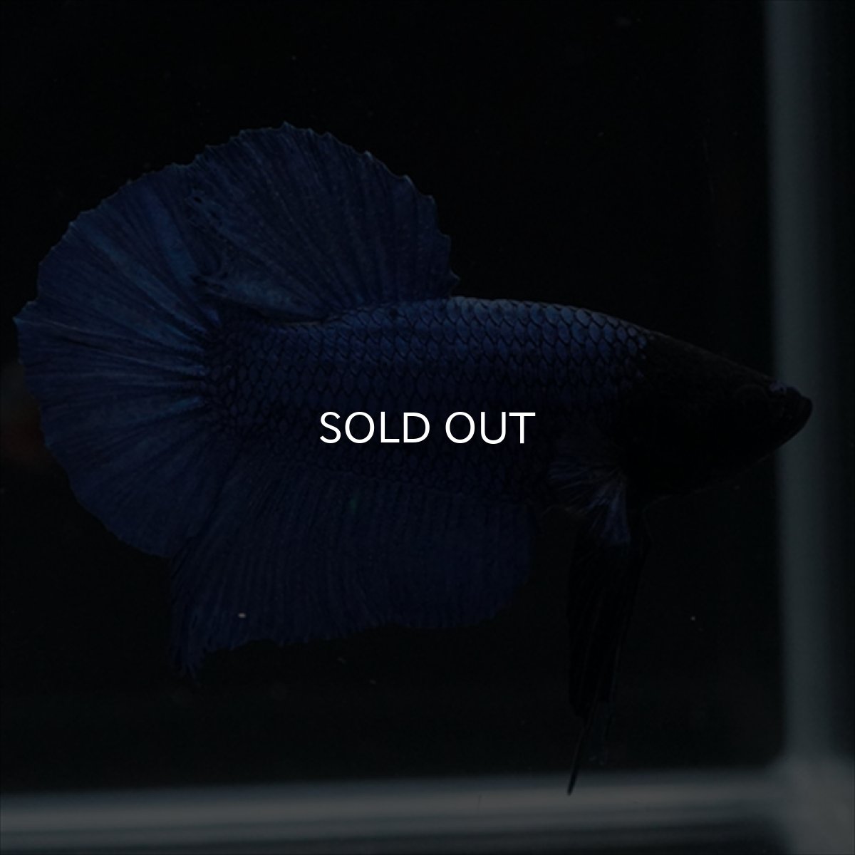 画像9: HMPK　ブルー　ブラックヘッド (9)