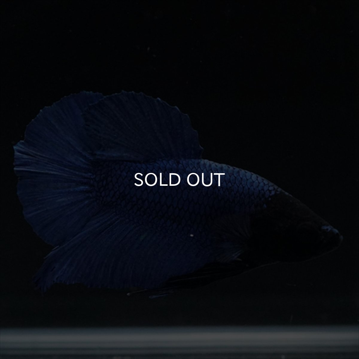 画像10: HMPK　ブルー　ブラックヘッド (10)