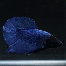 画像10: HMPK ブルー ブラックヘッド (10)