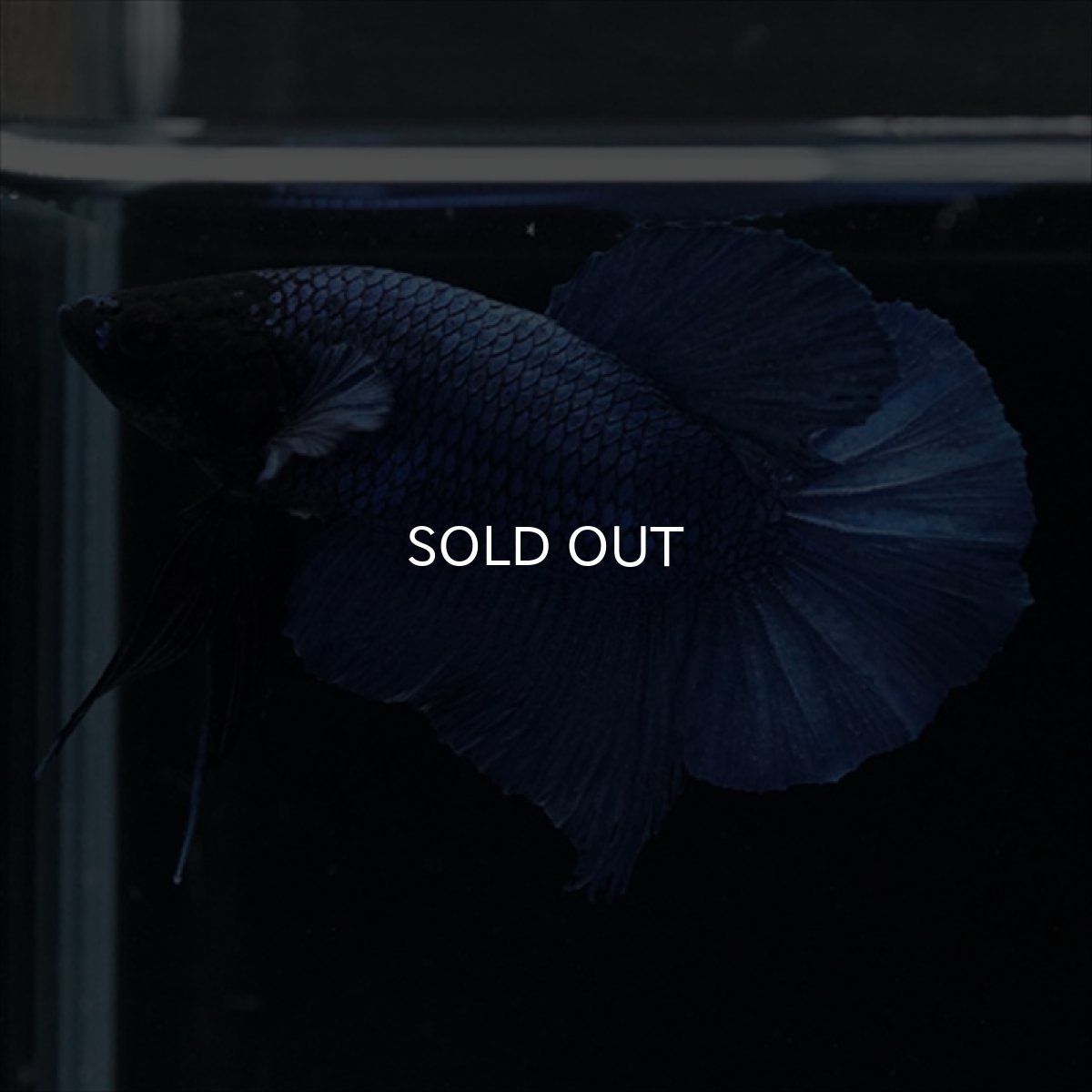 画像11: HMPK　ブルー　ブラックヘッド (11)