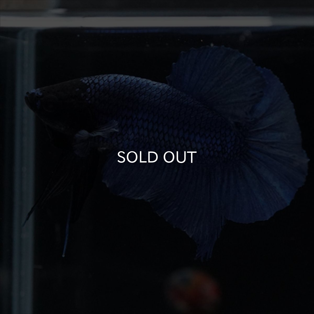 画像12: HMPK　ブルー　ブラックヘッド (12)