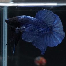 画像12: HMPK ブルー ブラックヘッド (12)