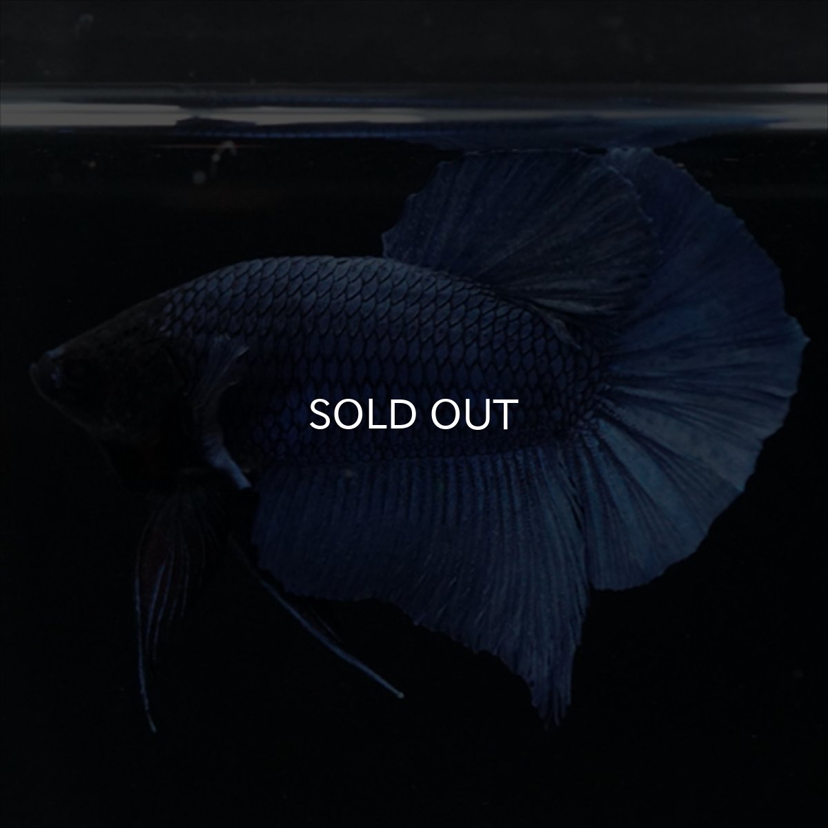 画像13: HMPK　ブルー　ブラックヘッド (13)