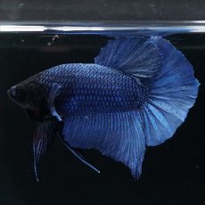 画像13: HMPK ブルー ブラックヘッド (13)