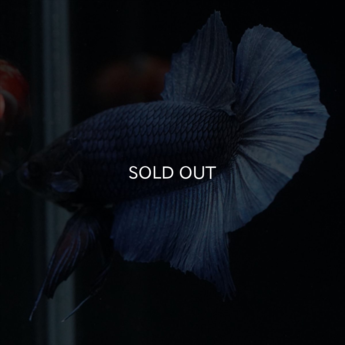 画像14: HMPK　ブルー　ブラックヘッド (14)