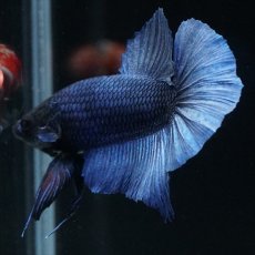 画像14: HMPK ブルー ブラックヘッド (14)