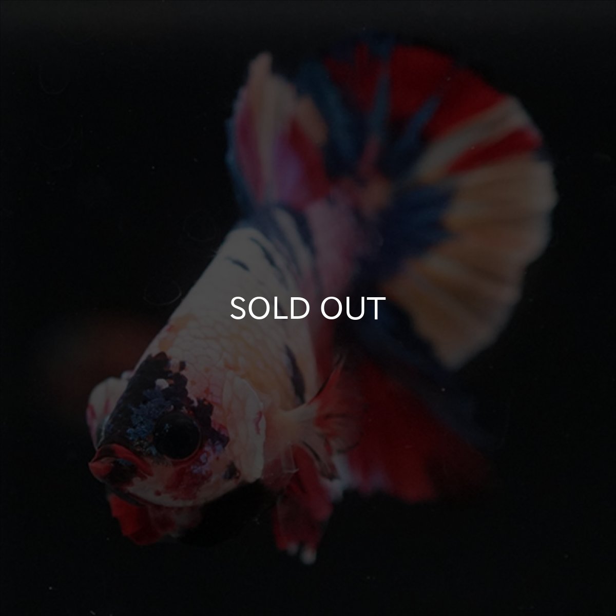 画像3: HMPK　キャンディレインボー (3)