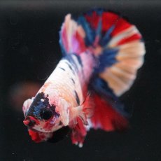 画像3: HMPK キャンディレインボー (3)