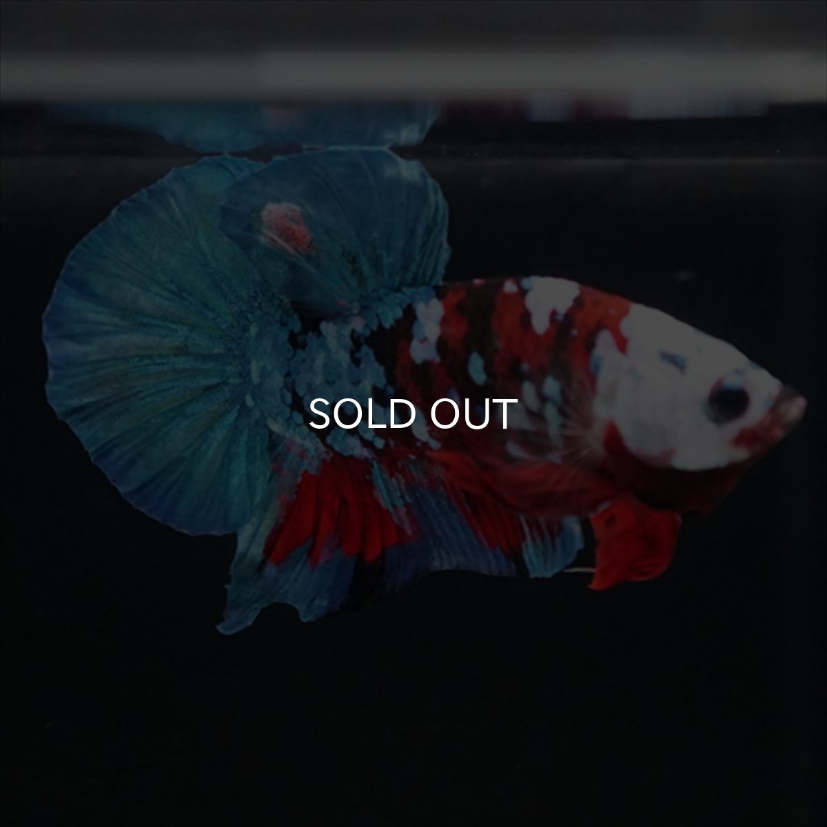 画像2: HMPK レッドカッパー ホワイトフェイス (2)