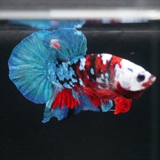 画像2: HMPK レッドカッパー ホワイトフェイス (2)