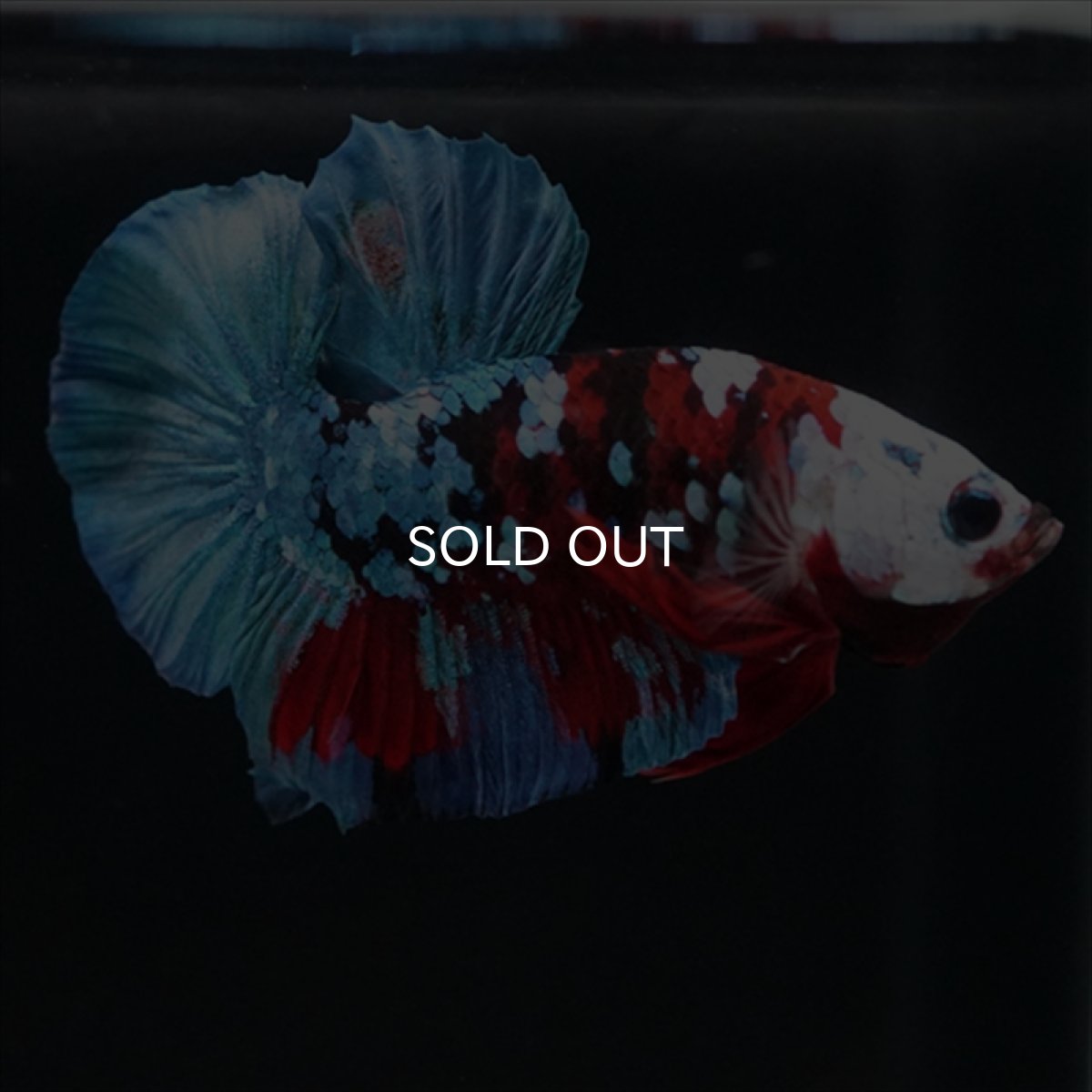 画像4: HMPK レッドカッパー ホワイトフェイス (4)