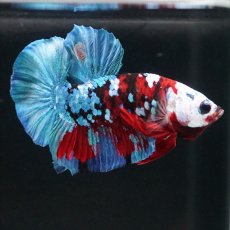 画像4: HMPK レッドカッパー ホワイトフェイス (4)