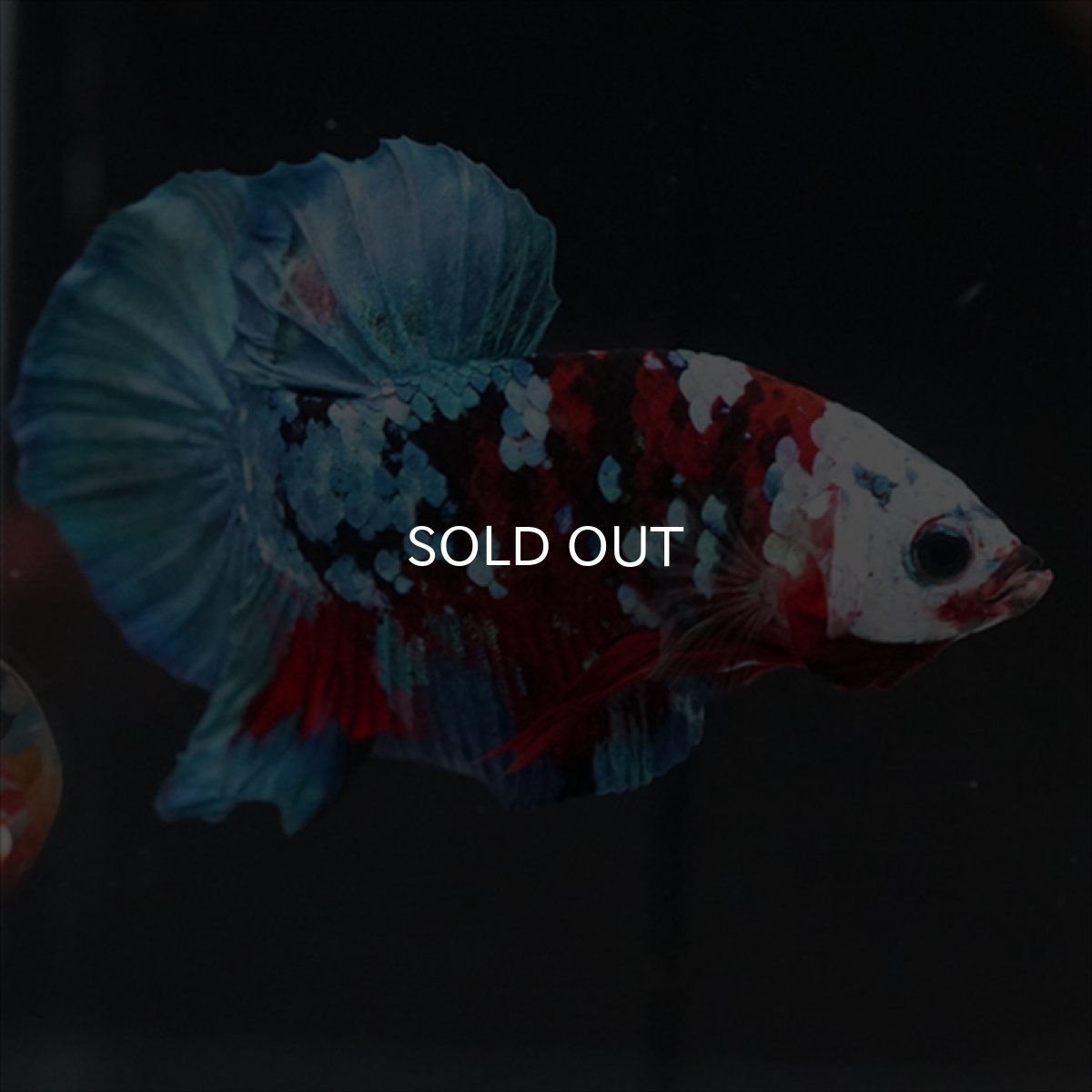 画像6: HMPK レッドカッパー ホワイトフェイス (6)