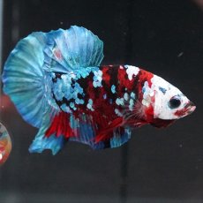 画像6: HMPK レッドカッパー ホワイトフェイス (6)