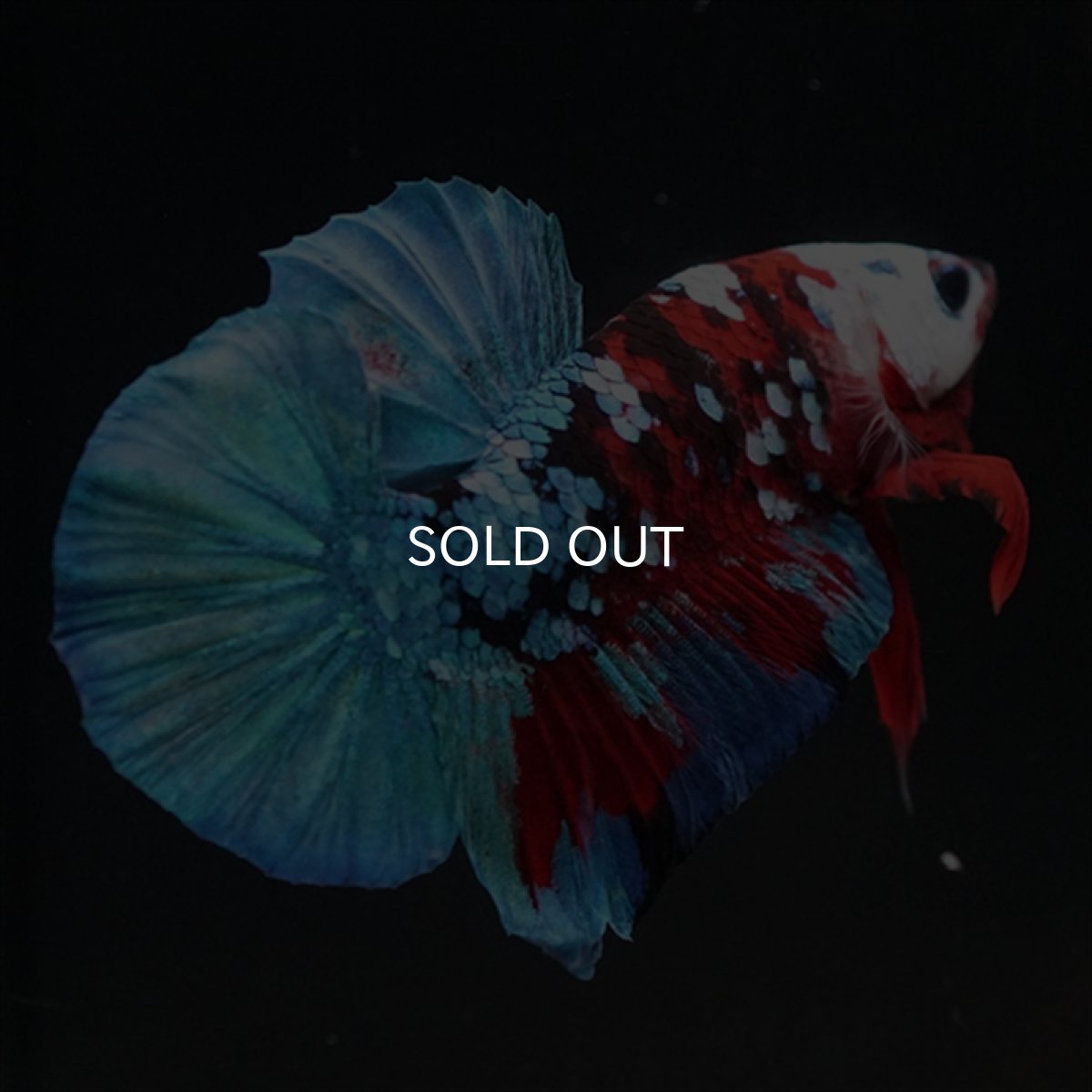 画像7: HMPK レッドカッパー ホワイトフェイス (7)