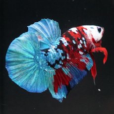 画像7: HMPK レッドカッパー ホワイトフェイス (7)