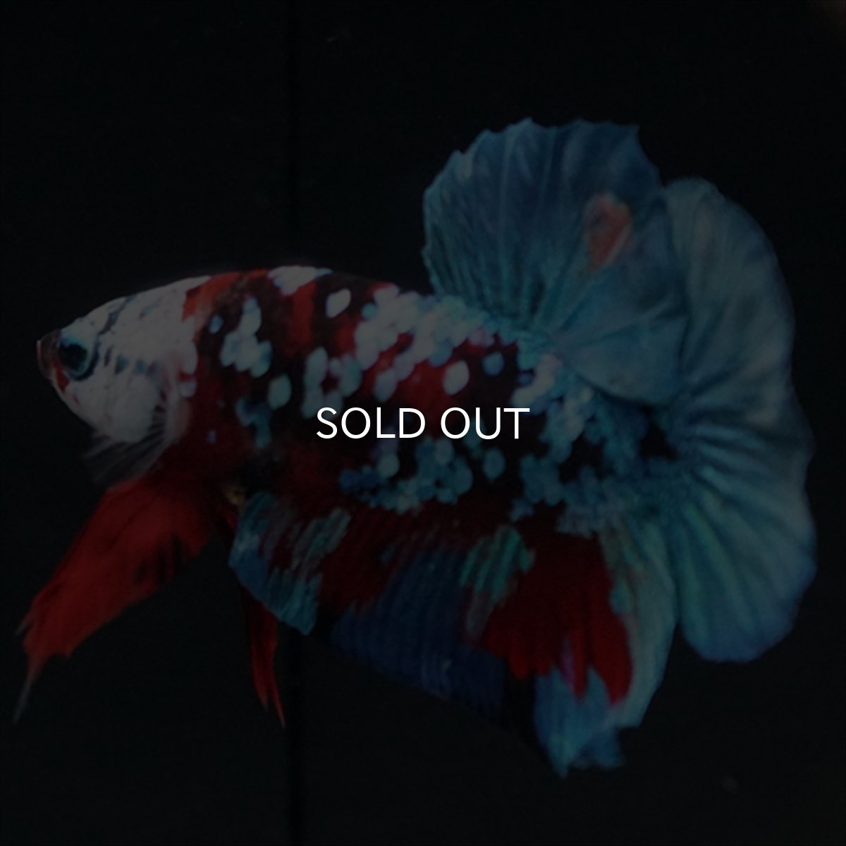 画像8: HMPK レッドカッパー ホワイトフェイス (8)