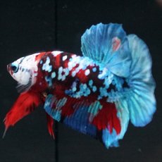 画像8: HMPK レッドカッパー ホワイトフェイス (8)