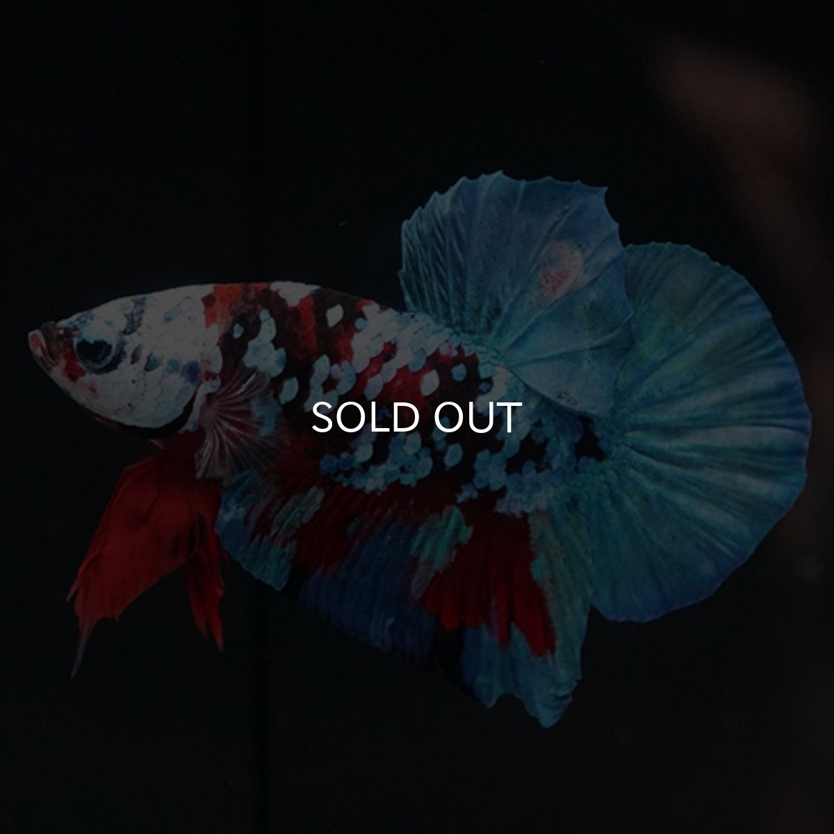 画像1: HMPK レッドカッパー ホワイトフェイス (1)