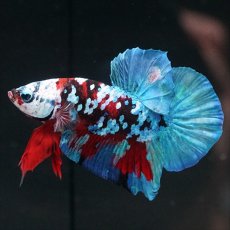 画像1: HMPK レッドカッパー ホワイトフェイス (1)