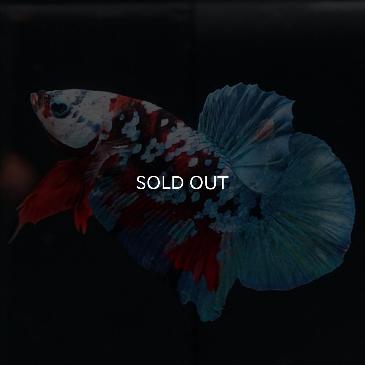 画像9: HMPK レッドカッパー ホワイトフェイス (9)