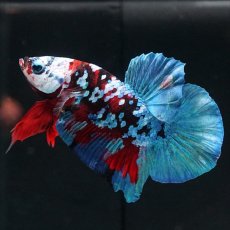 画像9: HMPK レッドカッパー ホワイトフェイス (9)