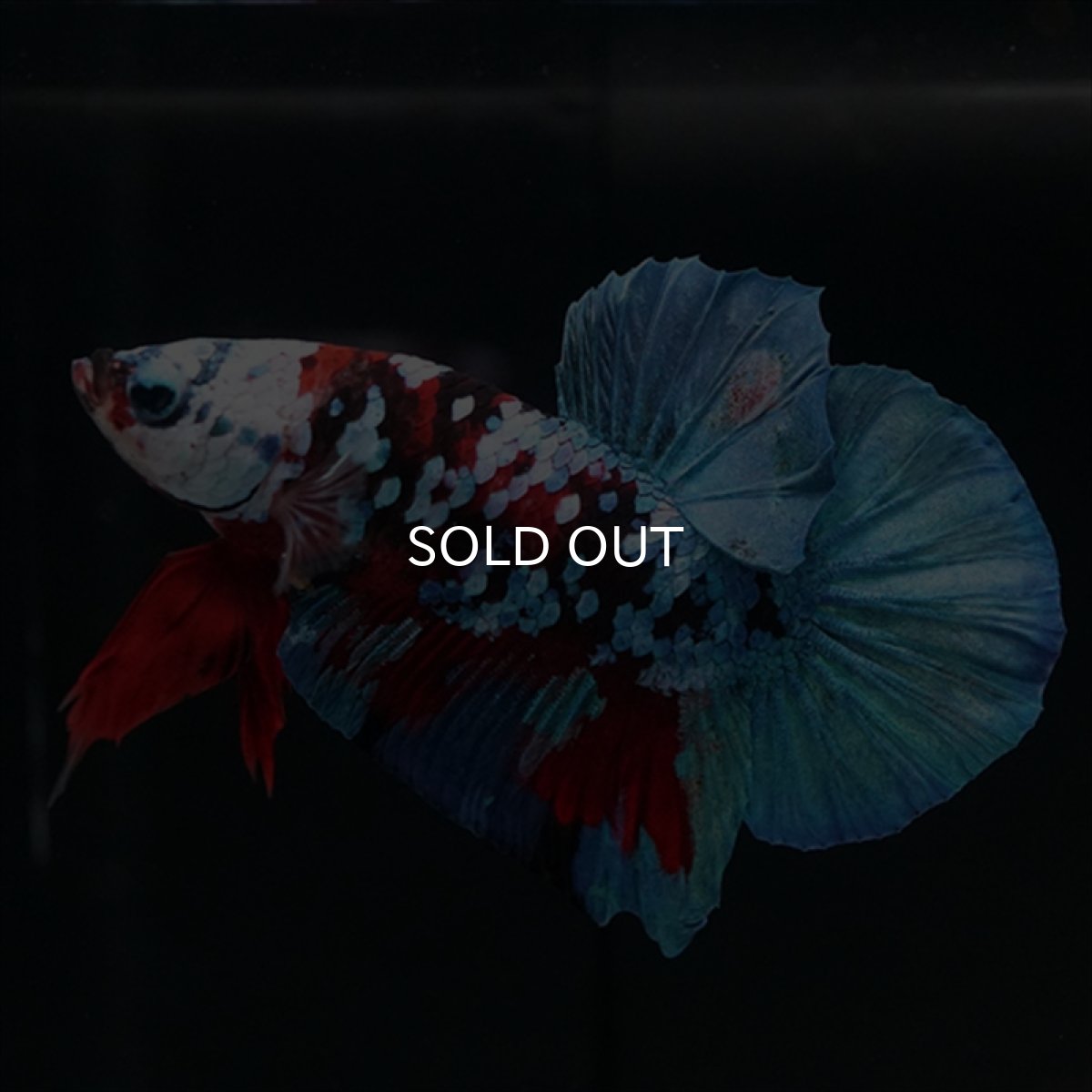 画像5: HMPK レッドカッパー ホワイトフェイス (5)