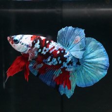 画像5: HMPK レッドカッパー ホワイトフェイス (5)