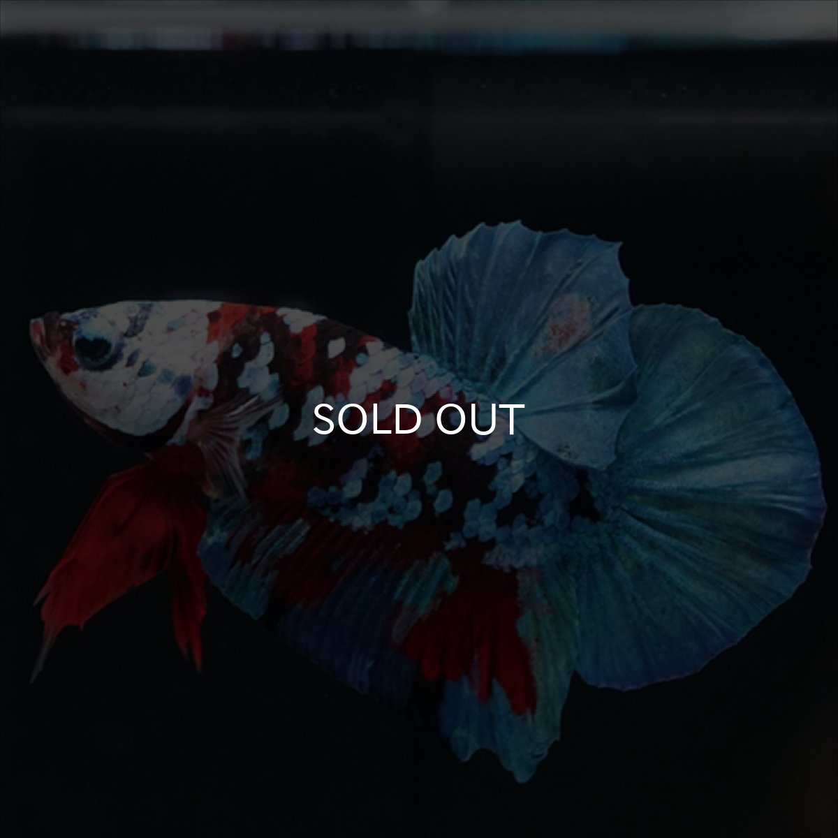 画像10: HMPK レッドカッパー ホワイトフェイス (10)