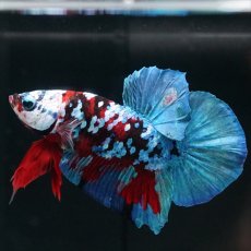 画像10: HMPK レッドカッパー ホワイトフェイス (10)