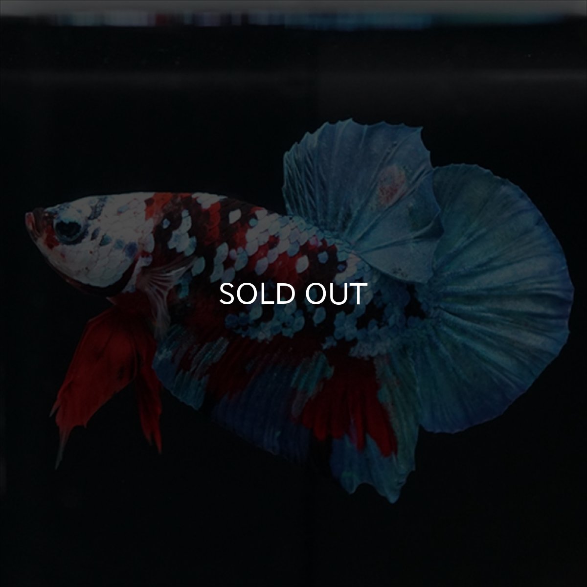 画像3: HMPK レッドカッパー ホワイトフェイス (3)