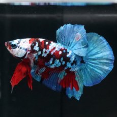 画像3: HMPK レッドカッパー ホワイトフェイス (3)