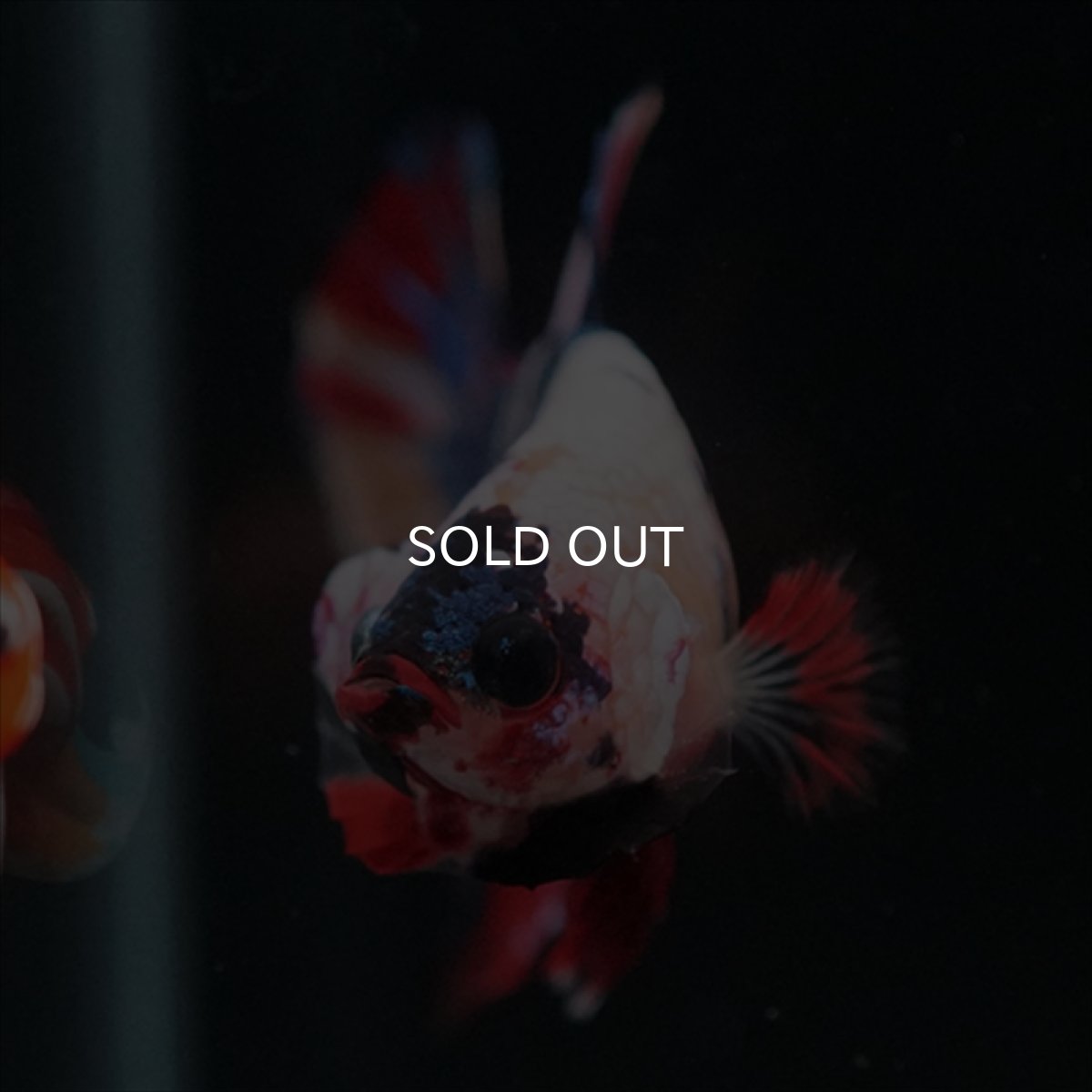 画像4: HMPK　キャンディレインボー (4)