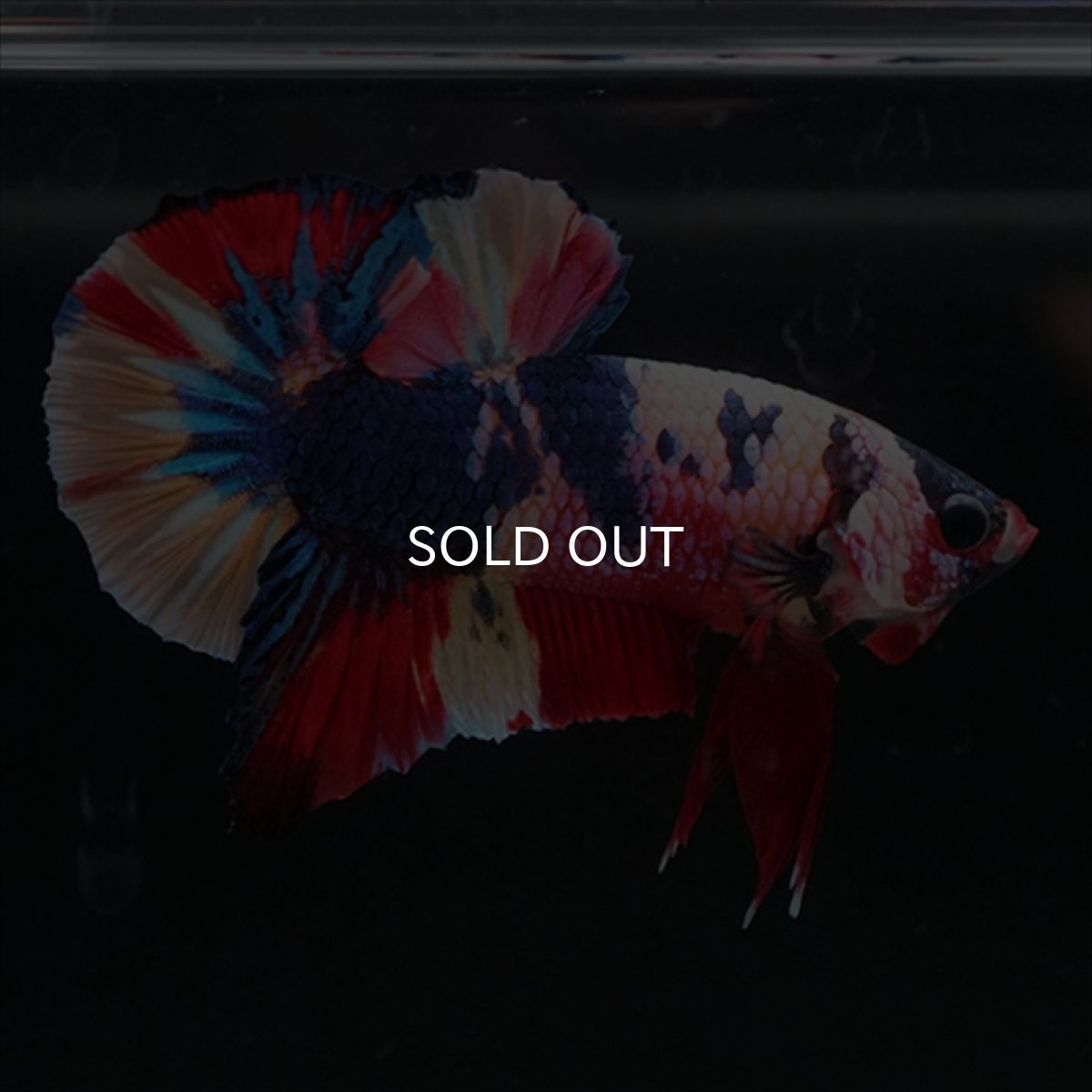 画像5: HMPK　キャンディレインボー (5)