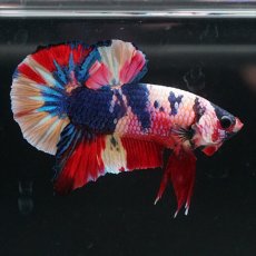 画像5: HMPK キャンディレインボー (5)