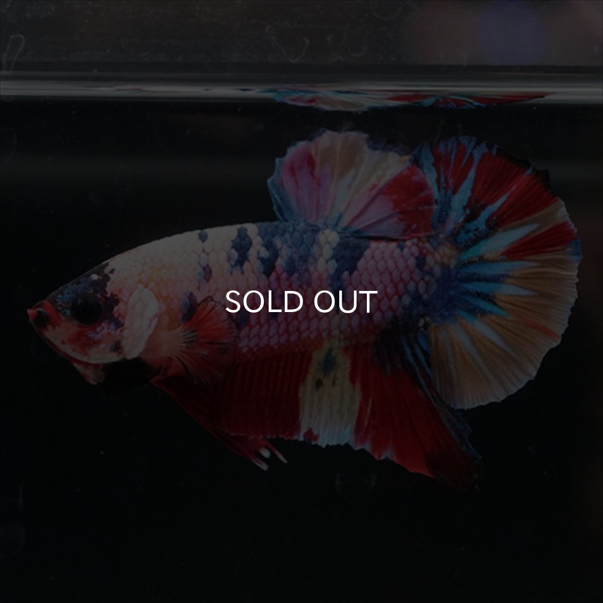 画像6: HMPK　キャンディレインボー (6)