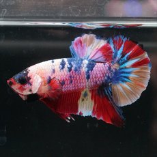 画像6: HMPK キャンディレインボー (6)