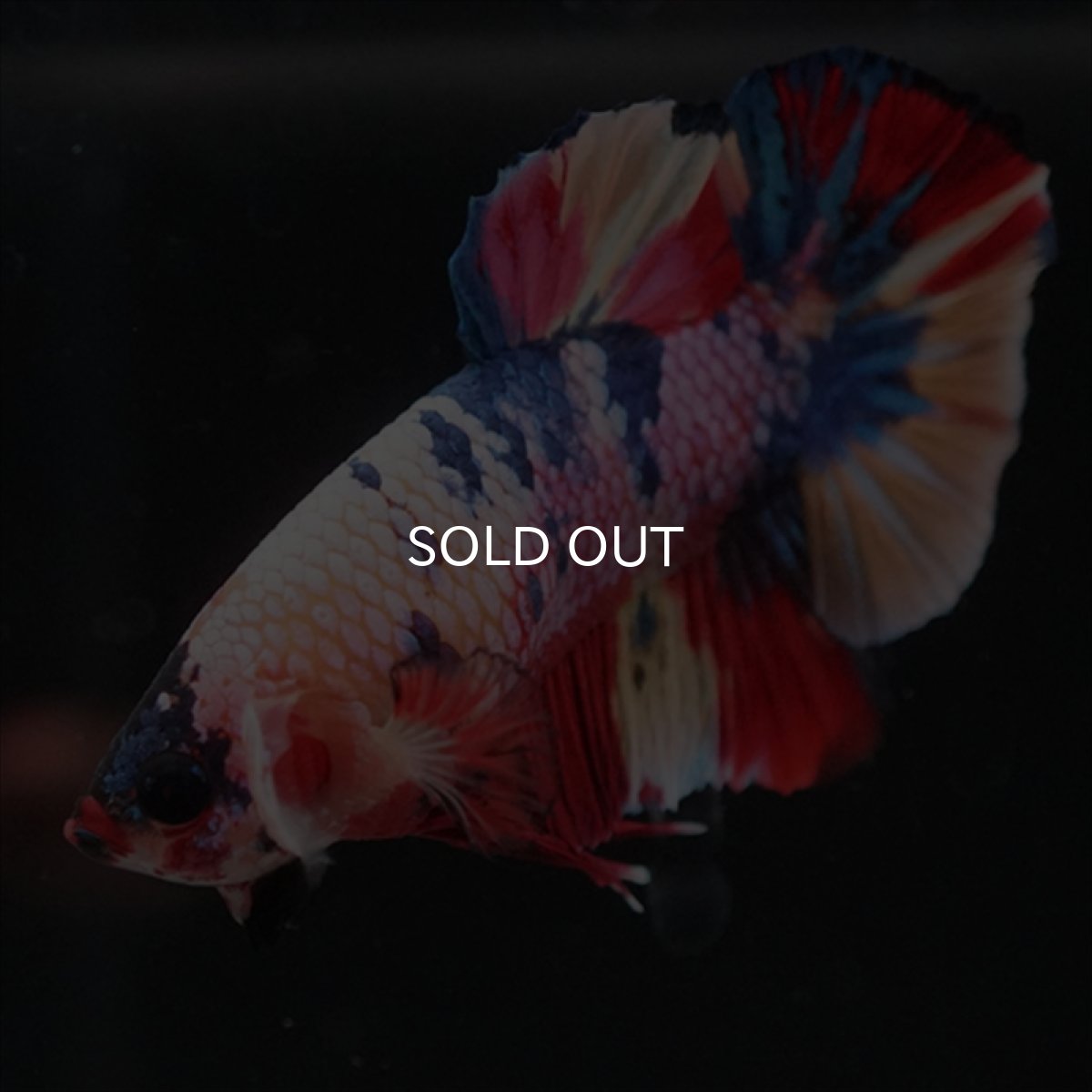 画像7: HMPK　キャンディレインボー (7)