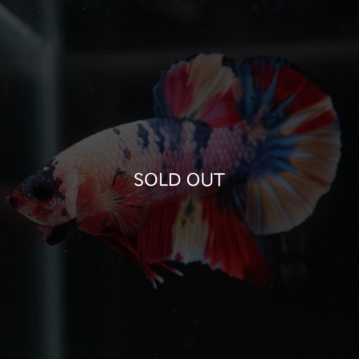 画像8: HMPK　キャンディレインボー (8)