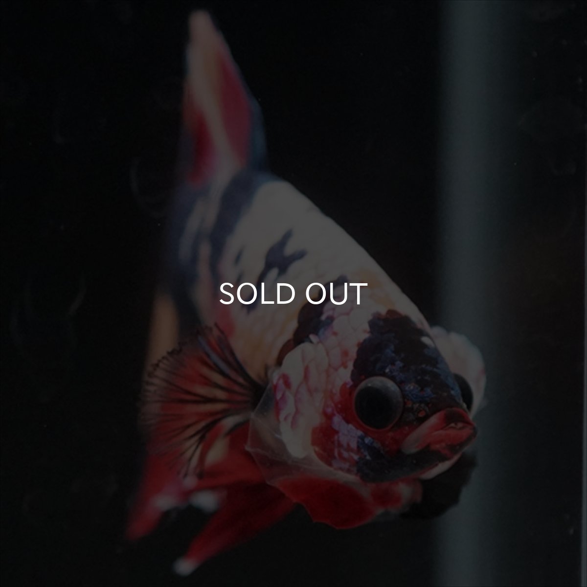 画像9: HMPK　キャンディレインボー (9)