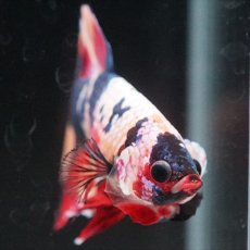 画像9: HMPK キャンディレインボー (9)